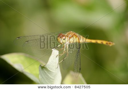 Kadın sarı ayaklı Meadowhawk