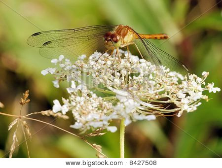 Kadın sarı ayaklı Meadowhawk