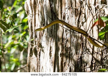 Yellow Rat Snake In A Tree