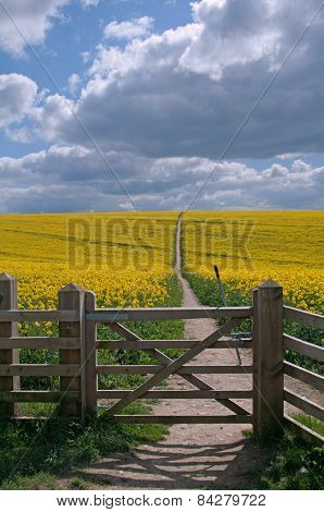 Rape seed field