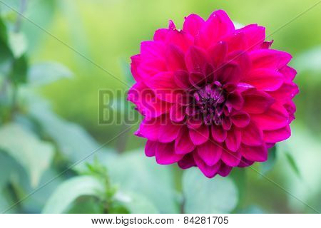Red Flower