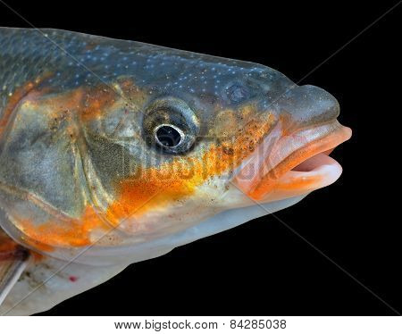Head Of Fish