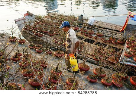 Boat, Spring Flower, Vietnam Tet