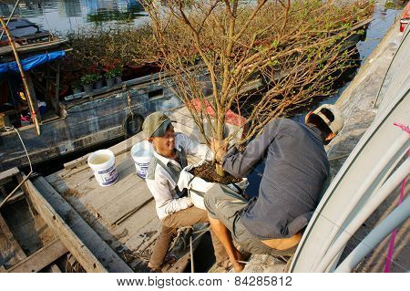 Boat, Spring Flower, Vietnam Tet