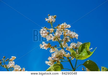 Spring Flower Catalpa