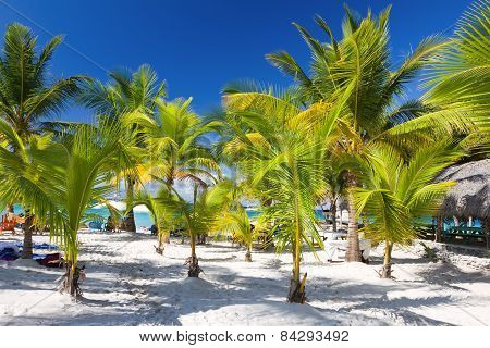 Tropical Beach, Saona Island, Dominican Republic
