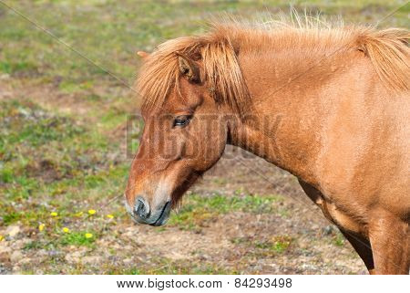 Icelandic Horse