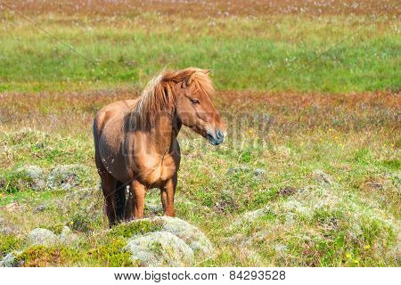 Icelandic Horse