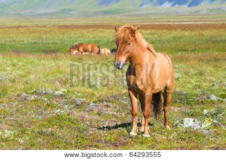 Icelandic Horse