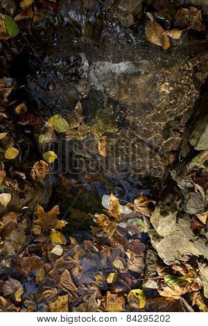 forest stream