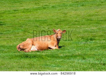 Cow On A Summer Pasture