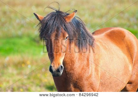 Icelandic Horses