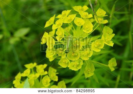 euphorbia wild flower