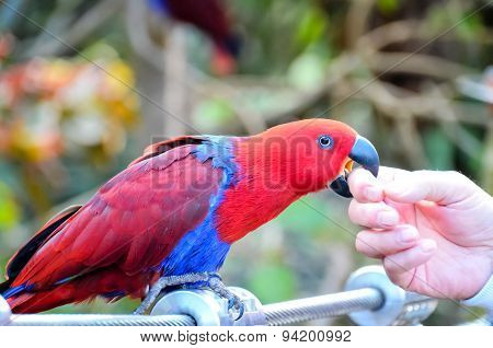 Parrot Tropical Bird