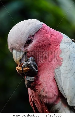 Parrot Tropical Bird