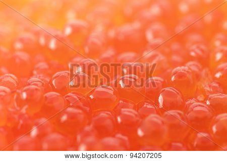 Salmon roe, or Ikura used in Sushi,