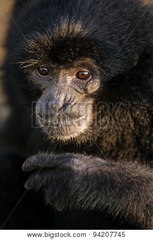 Black Gibbon named Botti  close up portrait, Bukkitingi, Sumatra, Indonesia