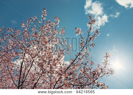 Cherry Tree Blossoms In The Spring