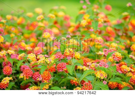 Beautiful Blooming Lantana Camara, Blur Flowers Background, Closeup