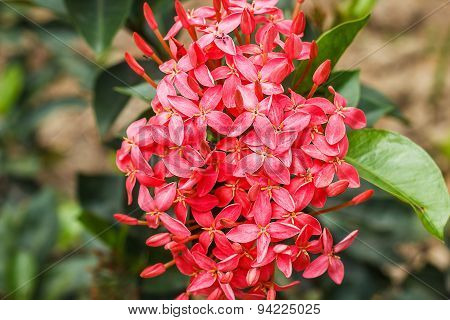red lxora flower.