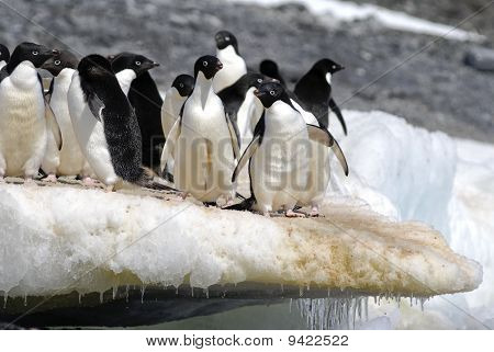 Pinguins no gelo