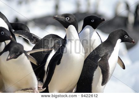 Pingüinos de Adelia