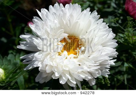 Aster
