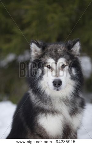Malamute Dog, Winter