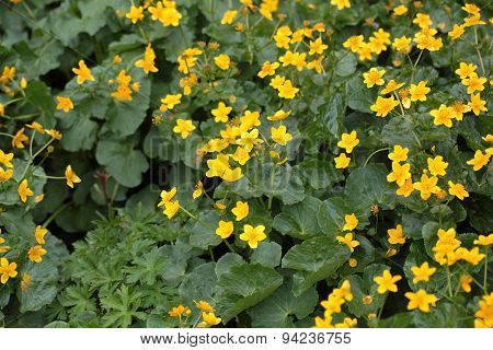 Marsh Marigolds