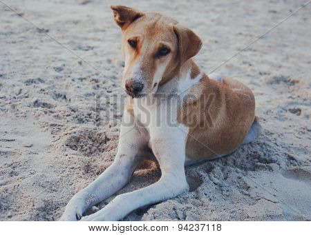 The indian dog