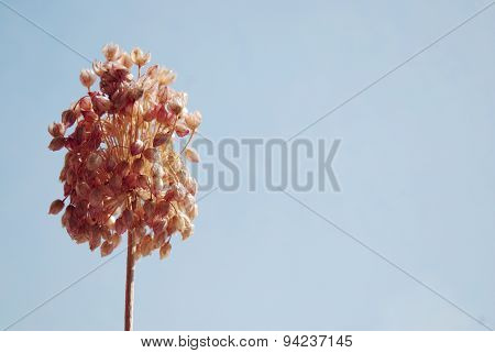 Single pink flower