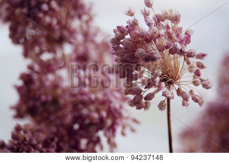The pink wildflowers