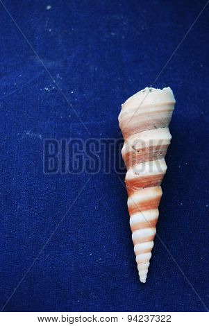 The seashell
