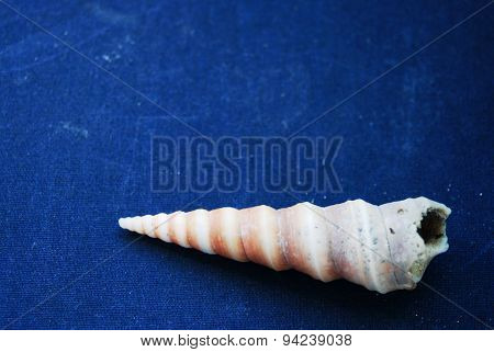 The seashell