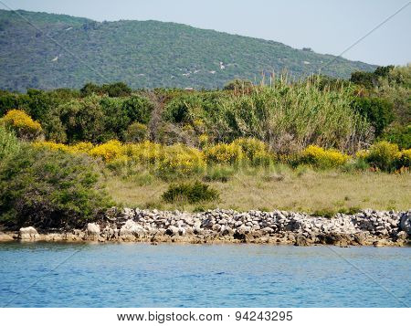 Spanish broom in the Croatian maquis