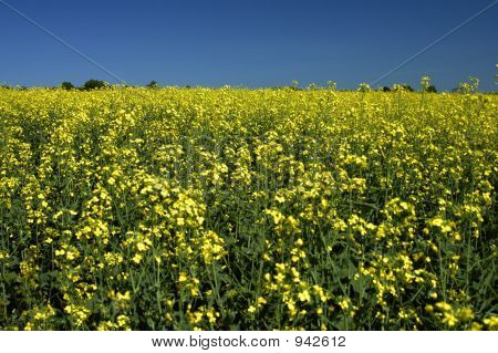 Campi di Lupin