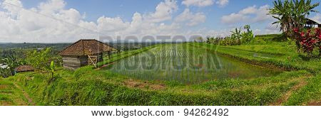Exotic Rice Terrace Field Panorama In Bali