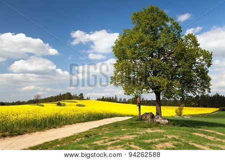 View Of Way Between Rapeseed Field And Lime Tree