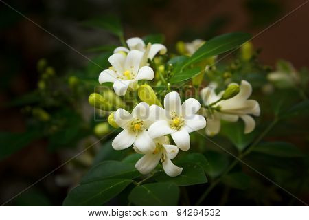 Orange Jessamine Flowers.