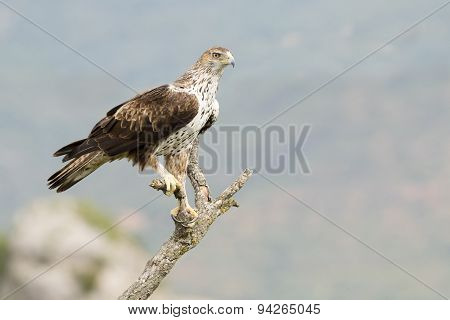 Bonelli's eagle