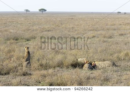 Cheetah (Acinonyx jubatus)