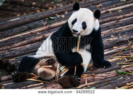 one giant Panda bear eating bamboo roots in Bifengxia base reserve Sichuan China