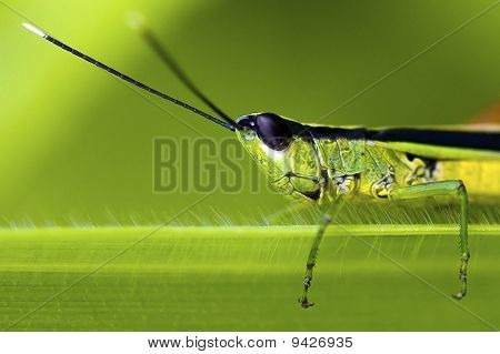 Grasshopper