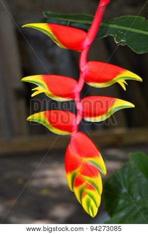 Lobster Claw Latin name Heliconia rostrata