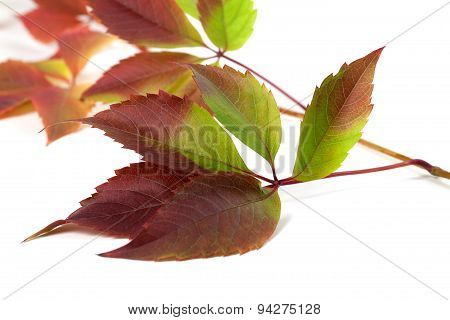 Multicolor Autumn Grapes Leaves (parthenocissus Quinquefolia Foliage)