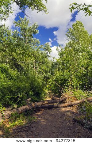 Fallen Tree On A Forest Path