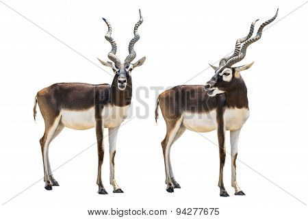 Blackbuck