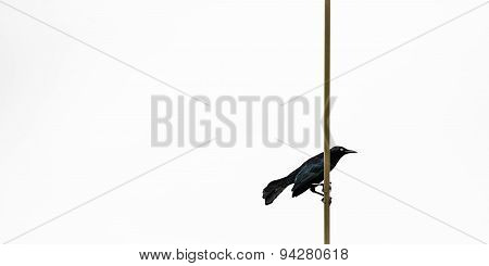 GREATER ANTILLEAN GRACKLE BLACK BIRD IN TRINIDAD AND TOBAGO