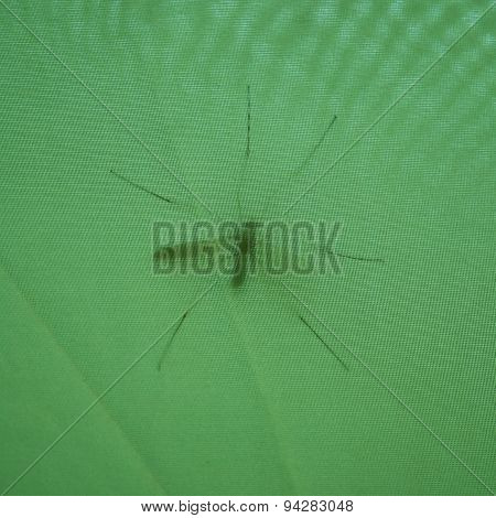 The mosquito