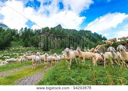Transhumance Of Sheep In The Mountains